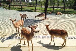 淹城野生動物園